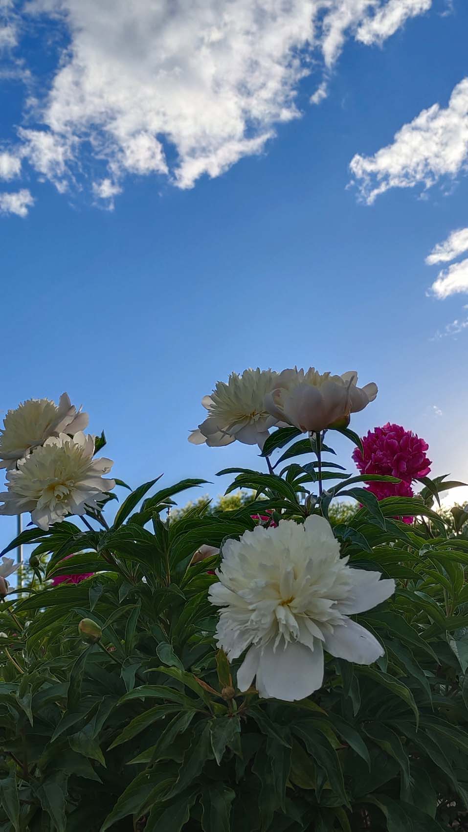 IMG_20210603_182311 ����.jpg